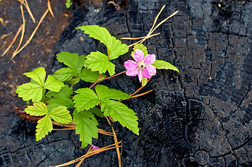 Image showing Flower on the burnt stump