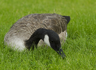 Image showing Canadian goose in the grass