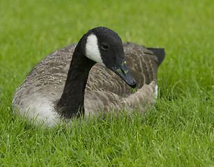 Image showing Canadian goose in the grass