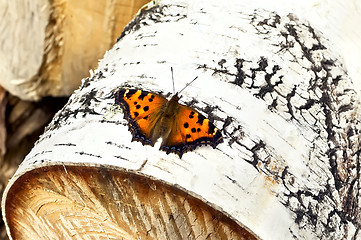 Image showing Orange butterfly on birch