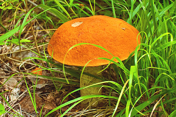 Image showing Orange-cap boletus