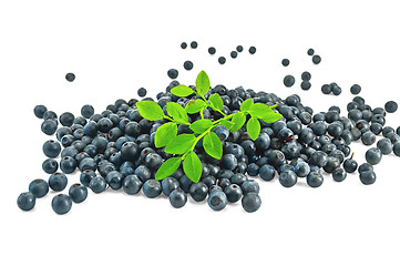 Image showing Pile blueberries with a sprig of