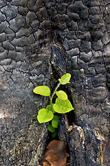 Image showing Sapling from the charred stump