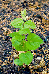 Image showing Sapling on the charred earth