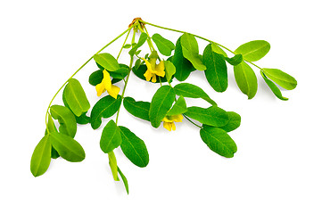 Image showing Sprig of acacia blossoms