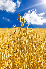 Image showing Stem oats against the blue sky