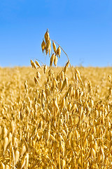 Image showing Stem oats field