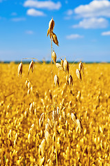 Image showing Stem oats in the sky