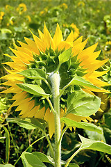 Image showing Sunflower from the back
