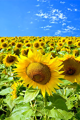 Image showing Sunflowers in field