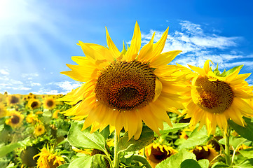 Image showing Sunflowers on a background of blue sky