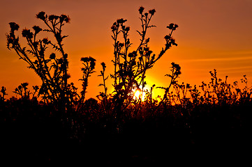 Image showing Sunset against the backdrop of thistles