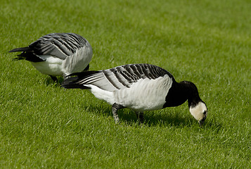 Image showing Barnacle goose