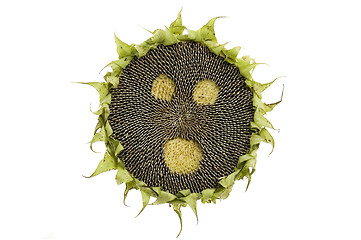 Image showing startled sunflower isolated