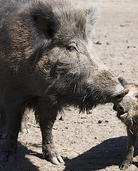 Image showing wild boars family