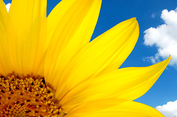 Image showing sunflower