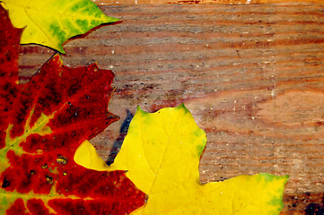 Image showing Autumn leaves