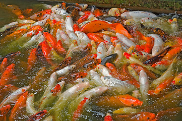 Image showing School of fish
