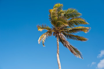 Image showing Palm tree