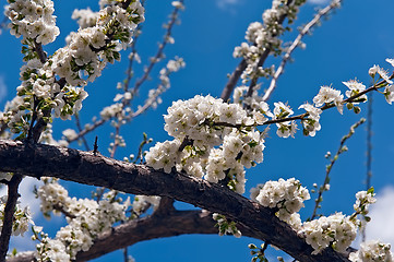 Image showing white flower tree