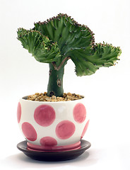 Image showing Coral Cactus