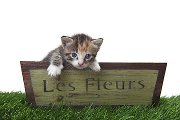 Image showing Adorable Cute Kitten in a Flower Box