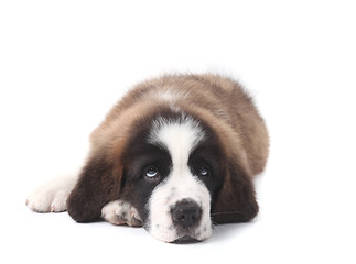 Image showing Young Saint Bernard Puppy on White Background