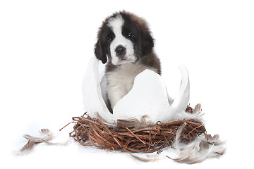 Image showing Young Saint Bernard Puppy on White Background