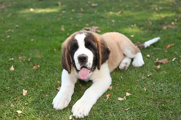 Image showing Puppy Dog Outdoors in the Grass