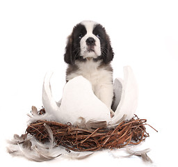 Image showing Young Saint Bernard Puppy on White Background