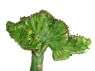 Image showing Coral Cactus Macro
