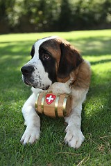 Image showing Puppy Dog Outdoors in the Grass