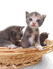 Image showing Cute Newborn Baby Kittens Easily Isolated on White