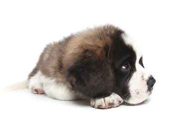 Image showing Young Saint Bernard Puppy on White Background