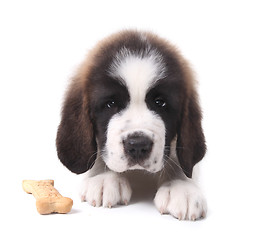 Image showing Saint Bernard Puppy Portrait