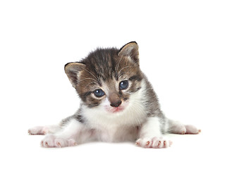 Image showing Baby Cute Kitten on a White Background