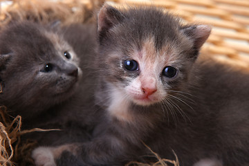 Image showing Newborn Kitten in a Basket