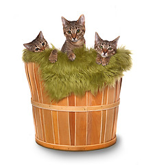 Image showing Little kittens in a basket 