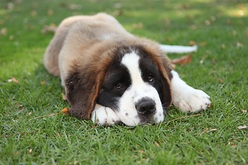 Image showing Puppy Dog Outdoors in the Grass