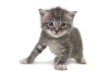 Image showing Baby Cute Kitten on a White Background