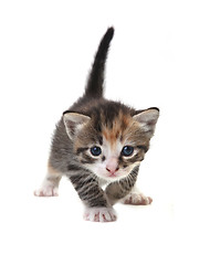 Image showing Baby Cute Kitten on a White Background