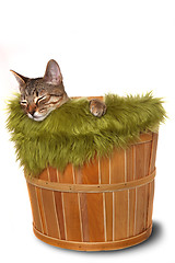 Image showing Little kitten in a basket 