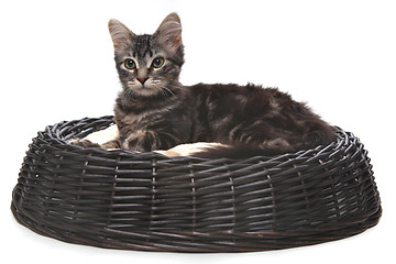 Image showing Little kitten in a cat bed 