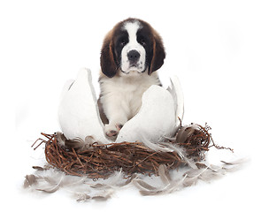 Image showing Young Saint Bernard Puppy on White Background