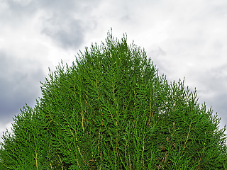 Image showing Top of thuja