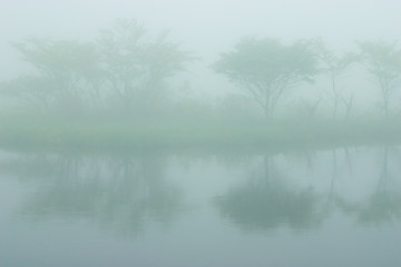 Image showing Misty