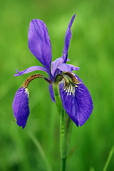 Image showing An Iris