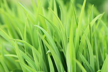 Image showing Fresh green grass