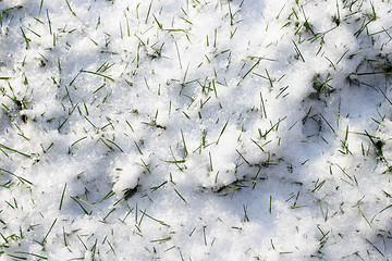 Image showing green grass with hoarfrost