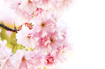 Image showing Cherry blossom